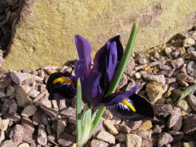 Iris reticulata 'All That Jazz'