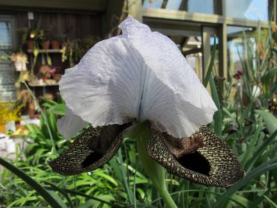 Iris sibirica ssp iberica