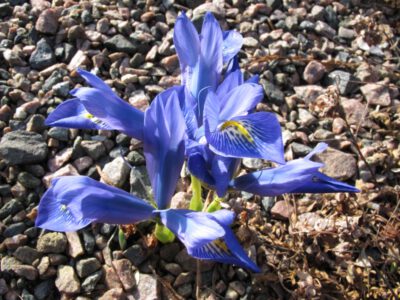 Iris sophenensis x danfordiae 'Sophistication'