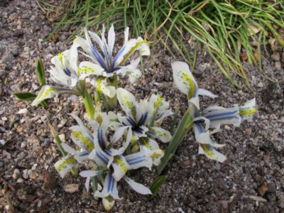 Iris sophenensis x danfordiae 'Avalanche'