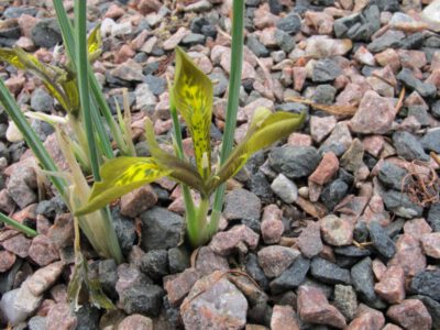 Iris sophenensis x danfordiae x Cat species 'Passion'