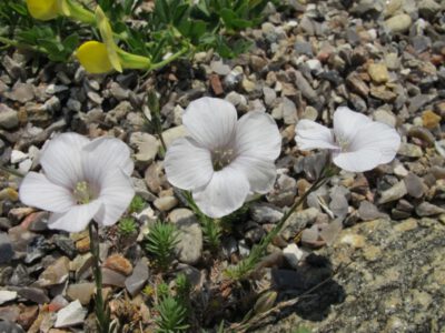 Linum suffroticosum ssp salsoloides