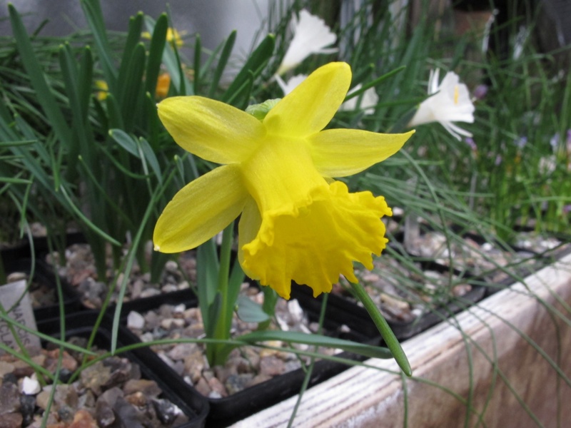 Narcissus asturiensis 'Wavertree'