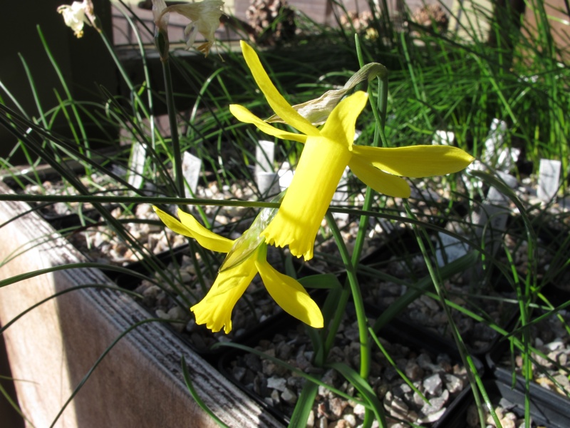 Narcissus 'Minicycla'