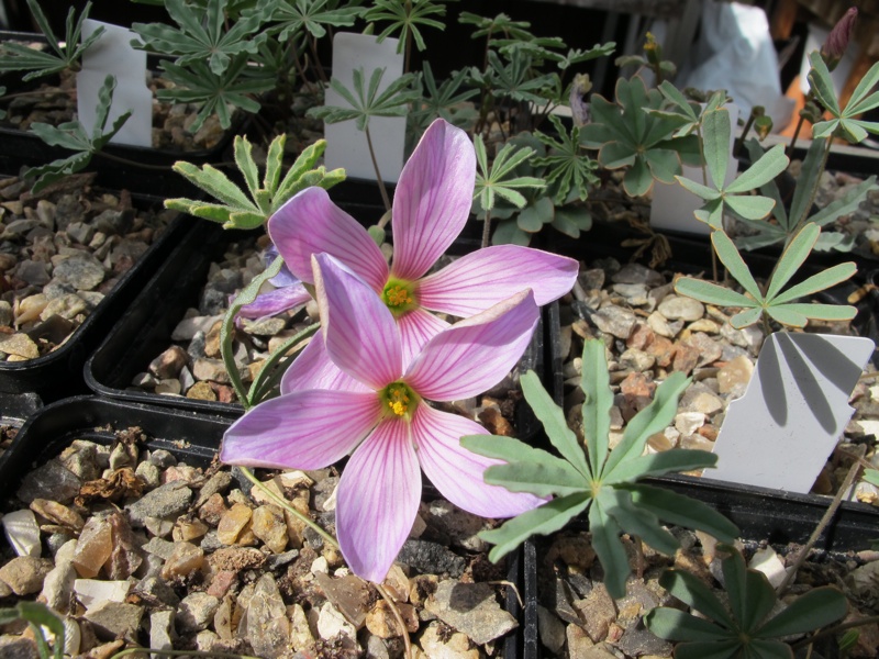 Oxalis laciniata kila 15