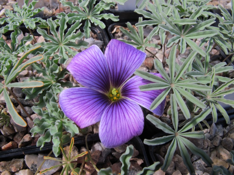 Oxalis laciniata kila 17