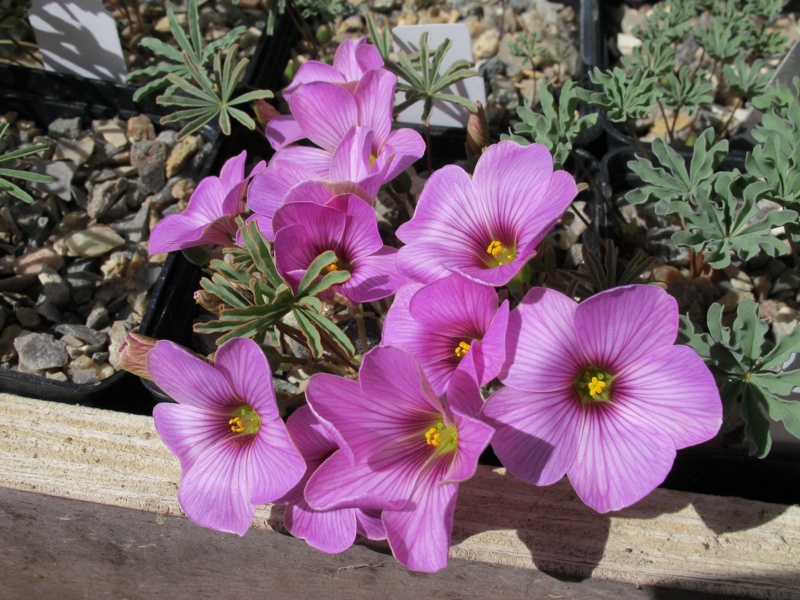 Oxalis laciniata kila 20