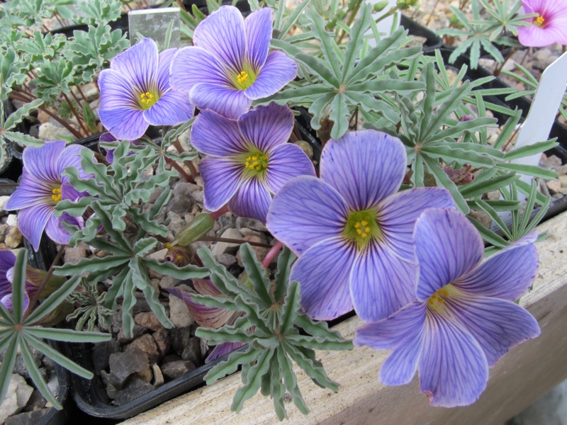 Oxalis laciniata kila 41