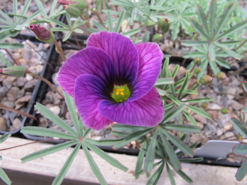 Oxalis laciniata kila 65