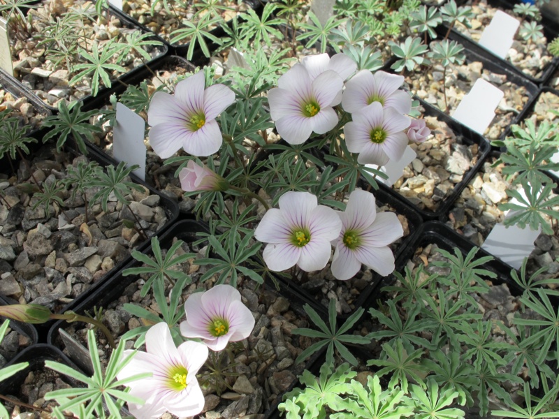 Oxalis laciniata kila 66