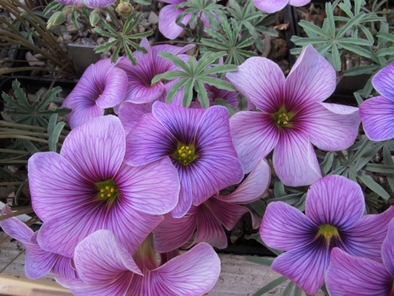 Oxalis laciniata kila 71