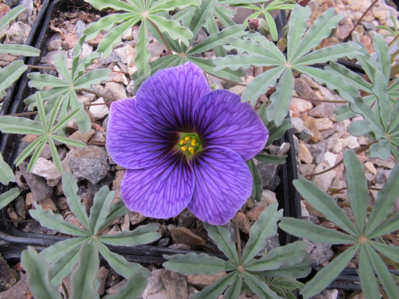 Oxalis laciniata kila 72