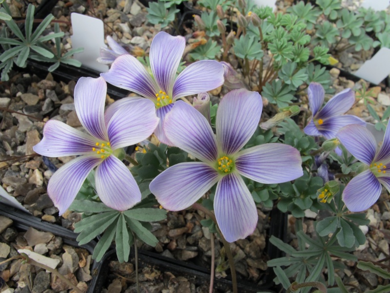 Oxalis laciniata kila 89