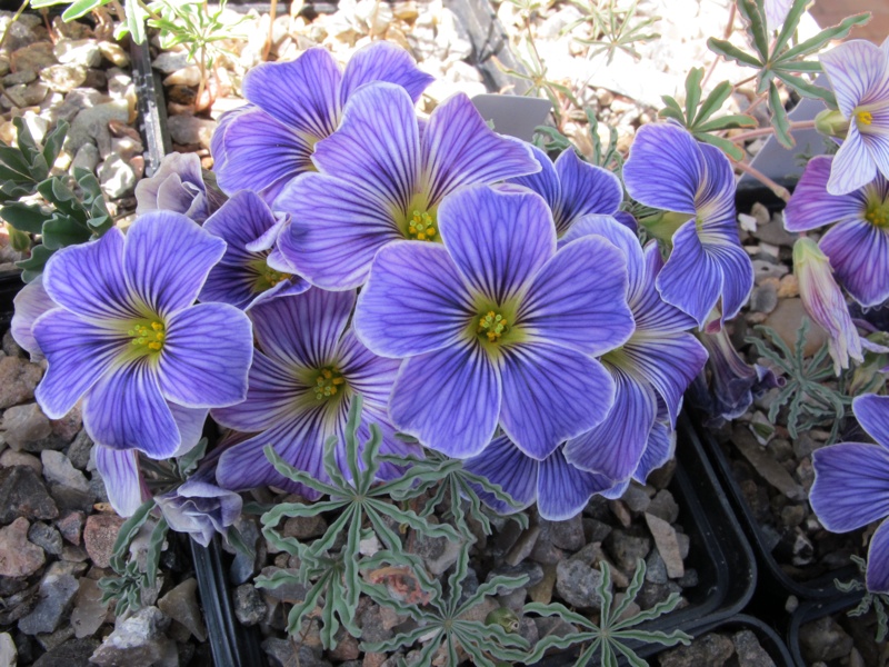 Oxalis laciniata kila 2