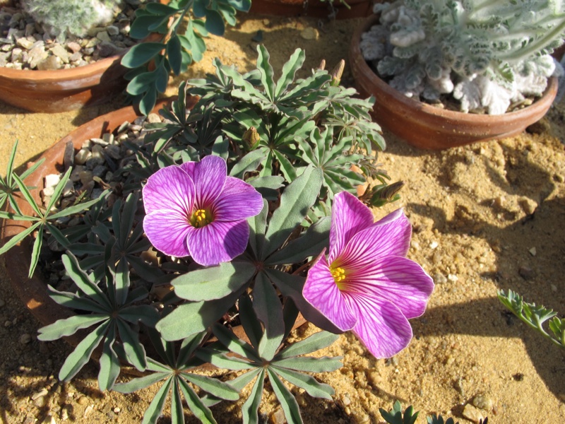 Oxalis laciniata kila 96