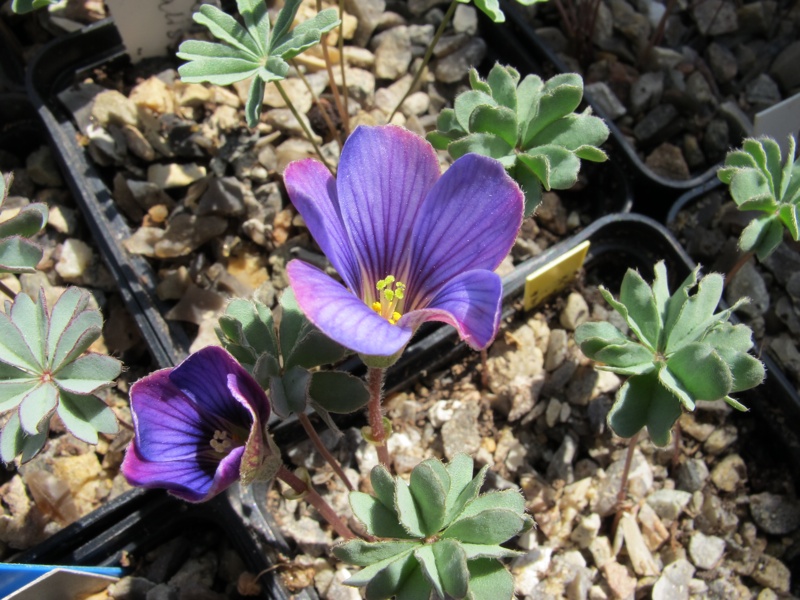 Oxalis laciniata v pubescens kila 74