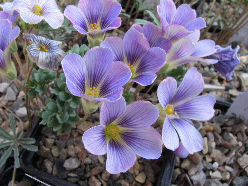 Oxalis laciniata v pubescens kila 89