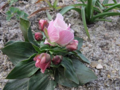 Ranunculus amplexicaulis ex roseum Pic-d'Anis