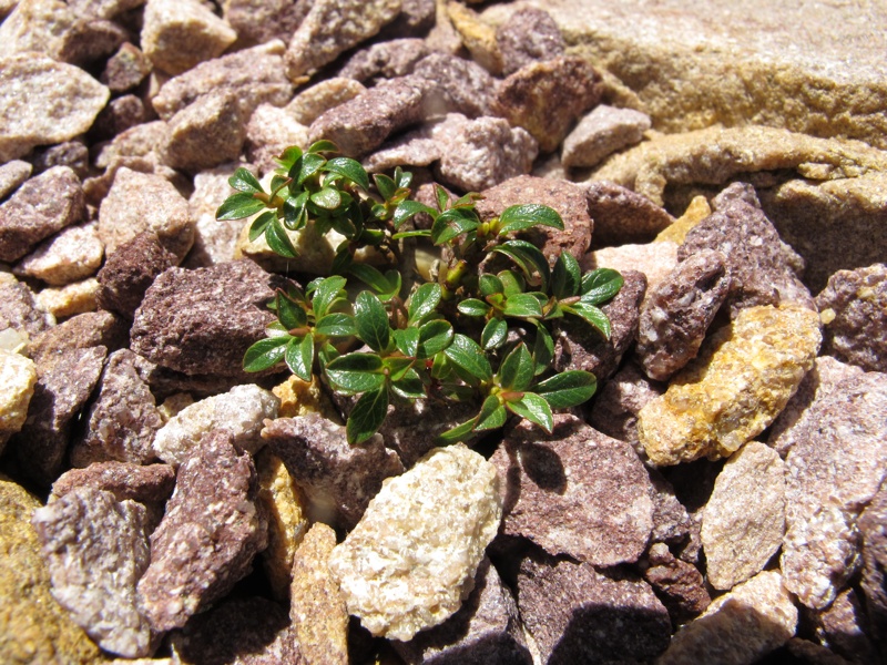Salix ivigtutiana