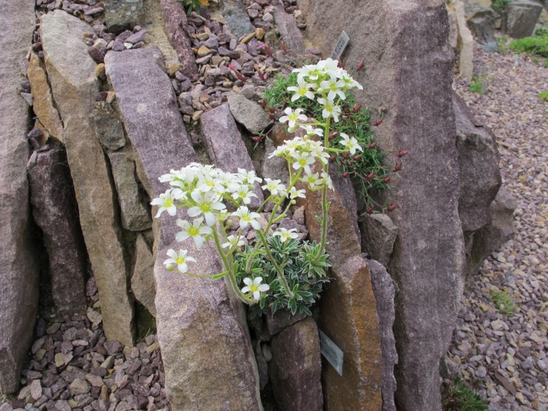 Saxifraga carniolica