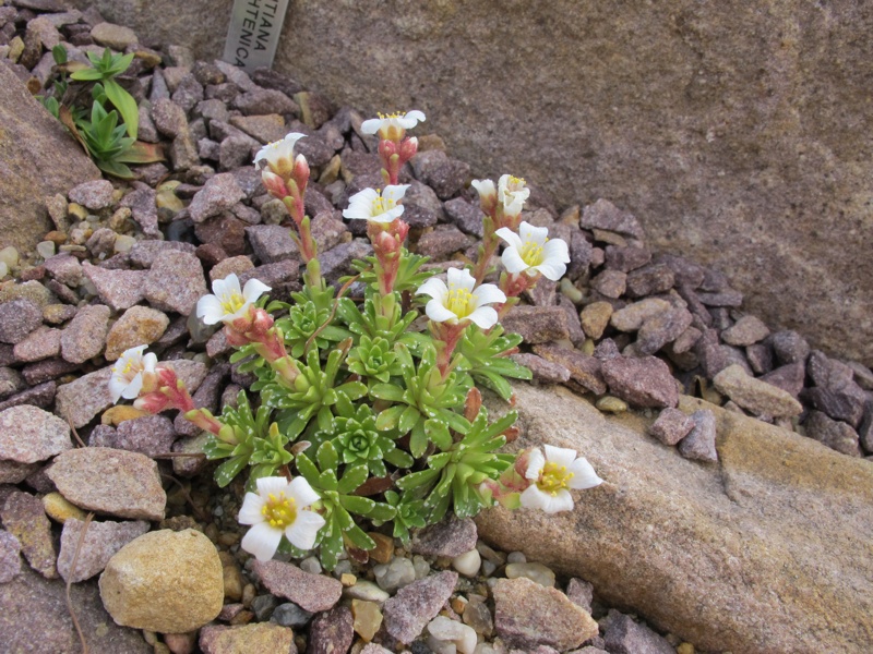 Saxifraga poluniana GF 53