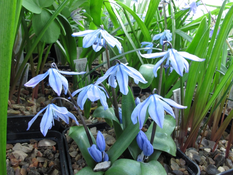 Scilla ingridae (Ruksans)