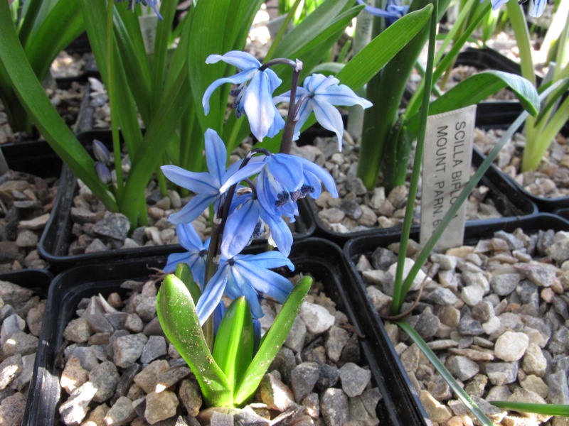 Scilla ingridae 'Vaclav'