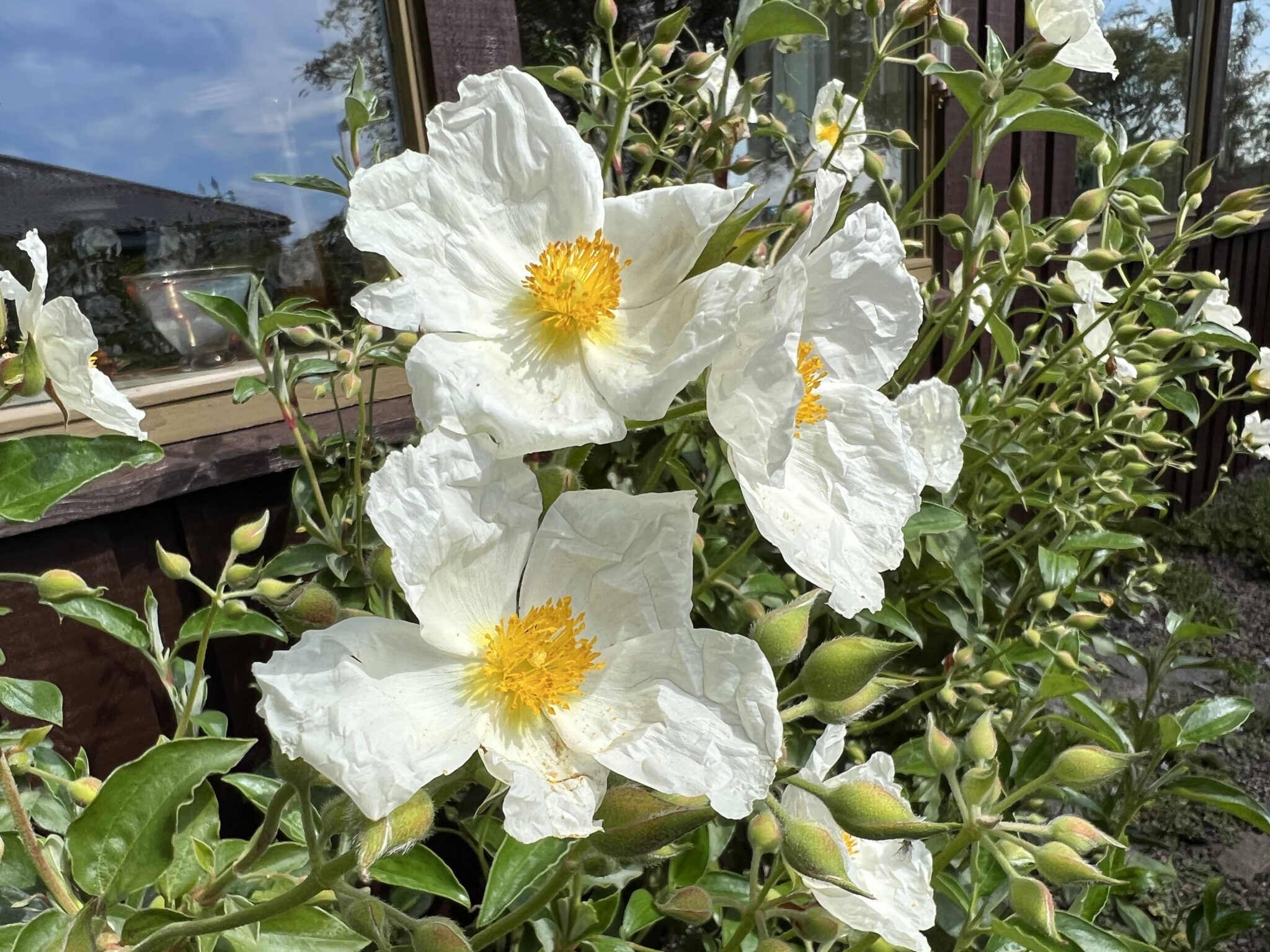 Cistus laurefolius