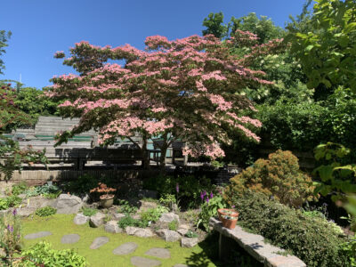 Cornus kousa 'Satomi'