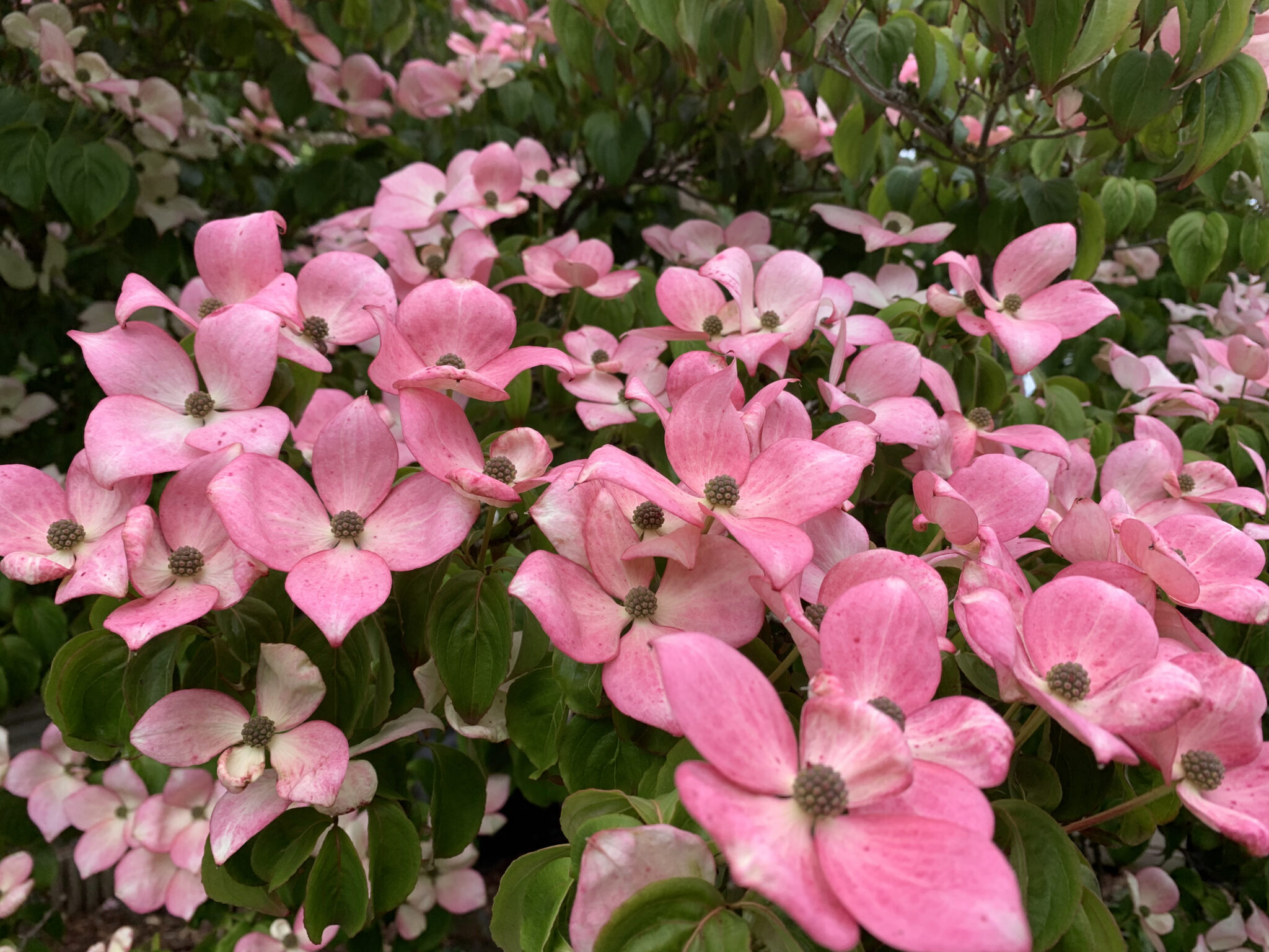 Cornus kousa 'Satomi'