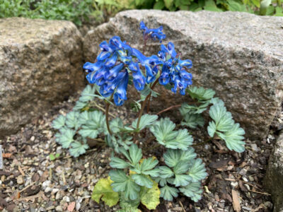 Corydalis pseudobarbicepala