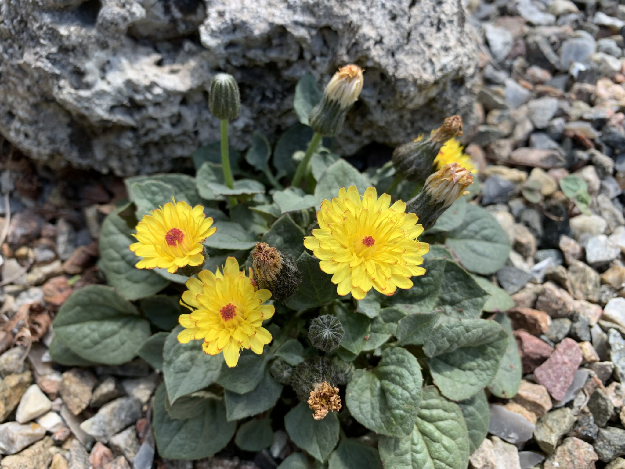 Crepis pygmaea