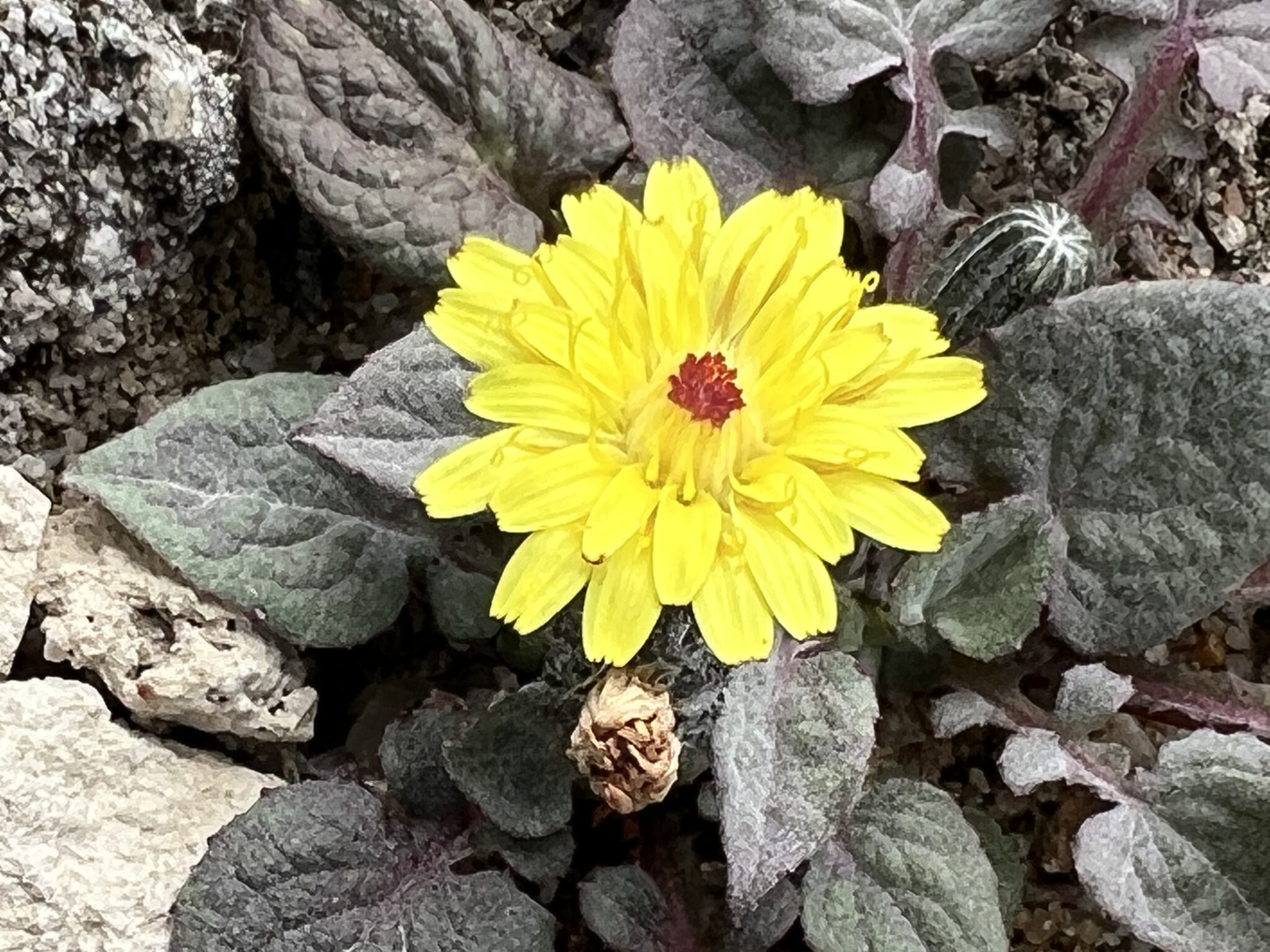 Crepis pygmaea