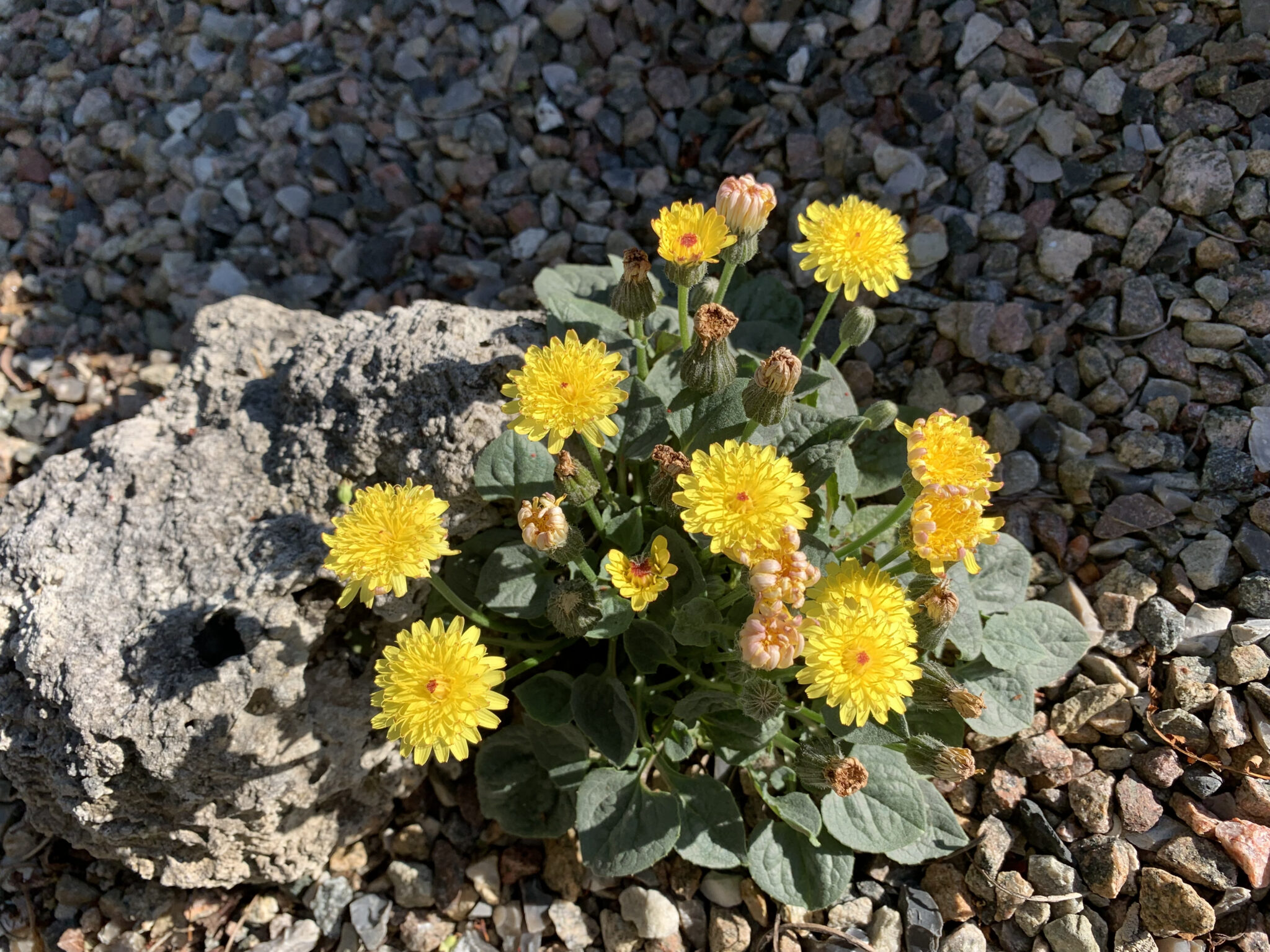 Crepis pygmaea