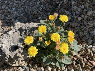 Crepis pygmaea