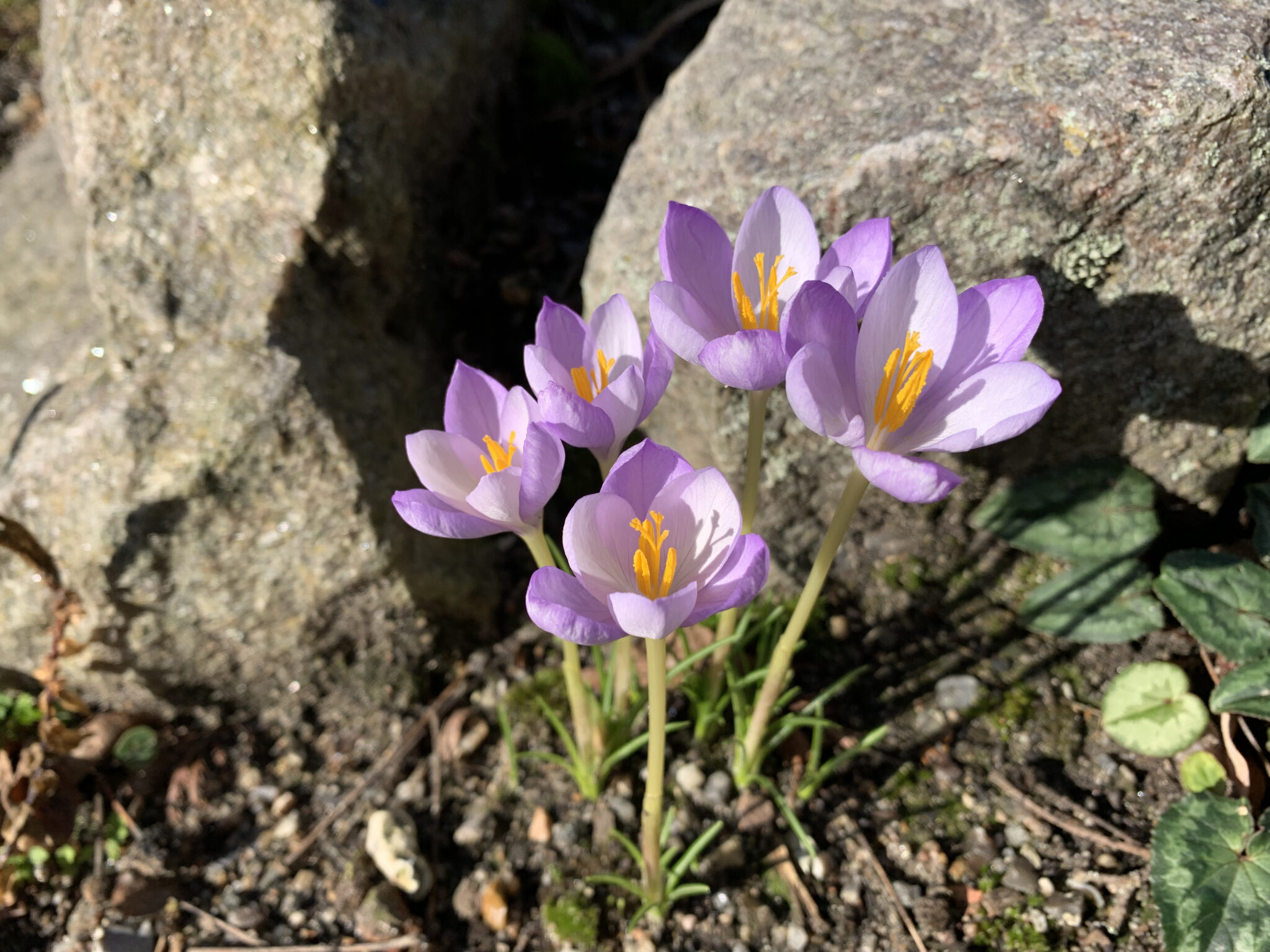 Crocus goulimyi coll peloponnes