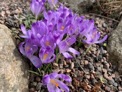 Crocus heuffelianus