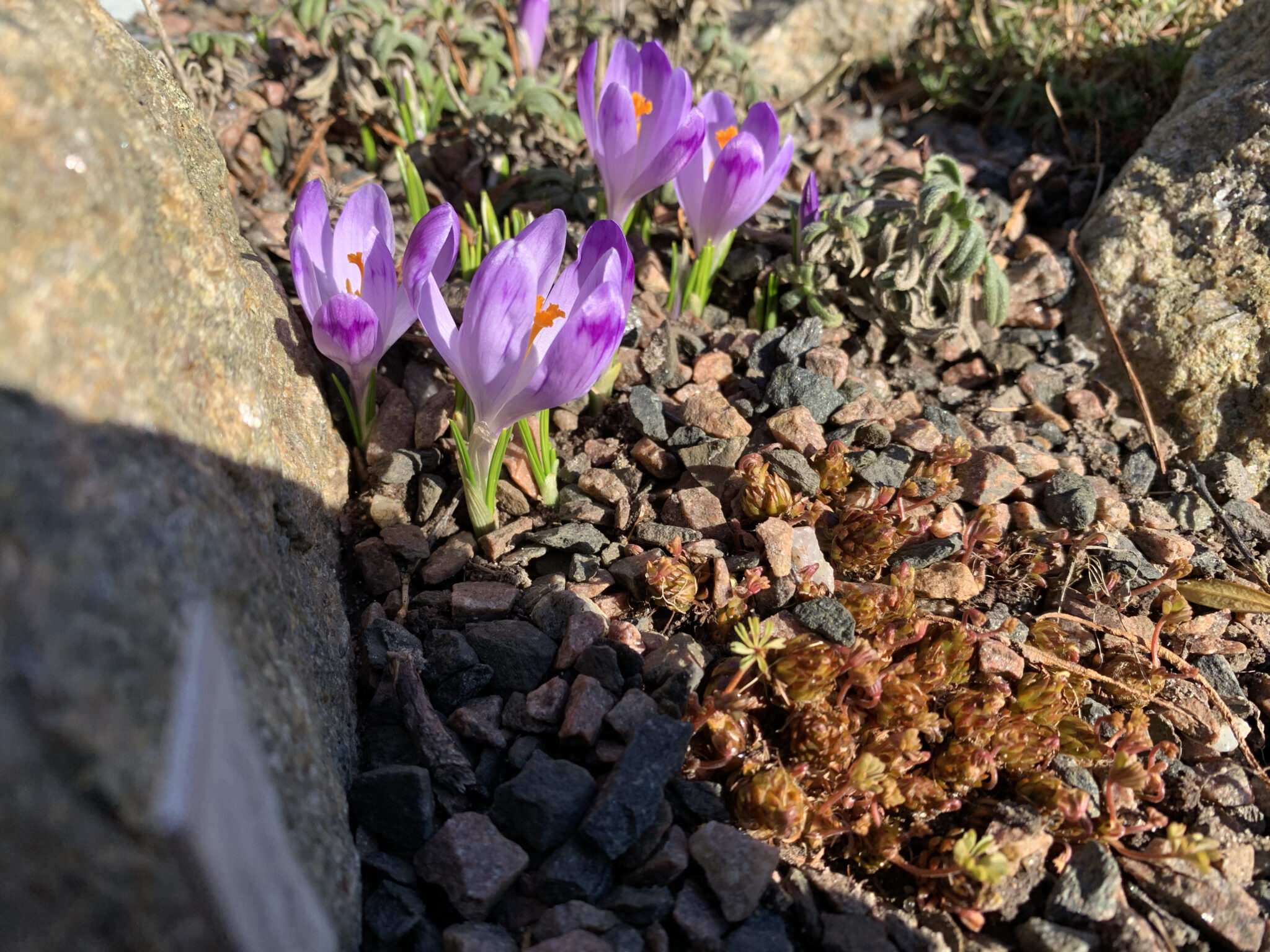 Crocus heuffelianus