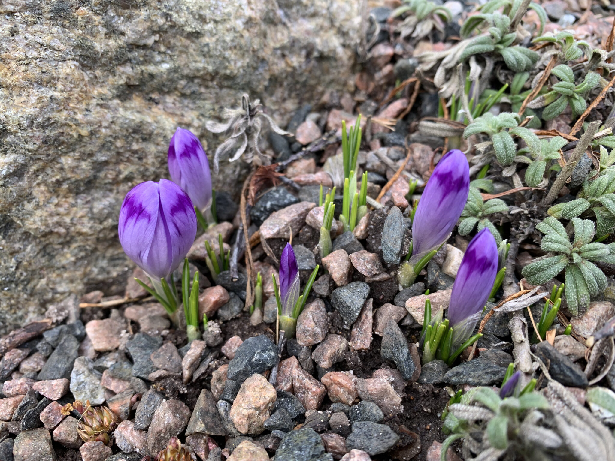 Crocus heuffelianus