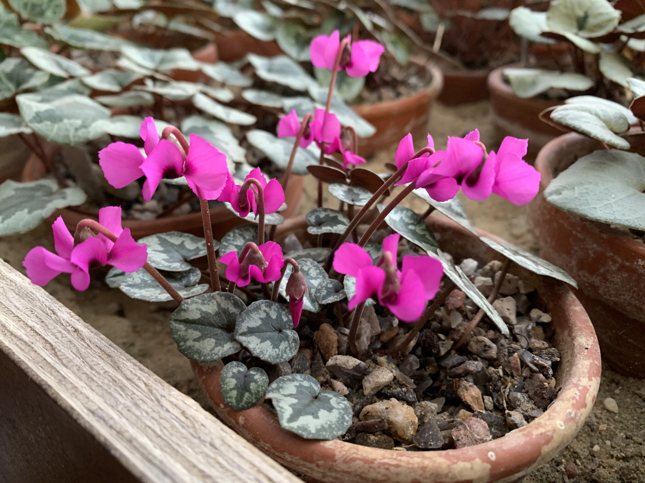 Cyclamen alpinum JB