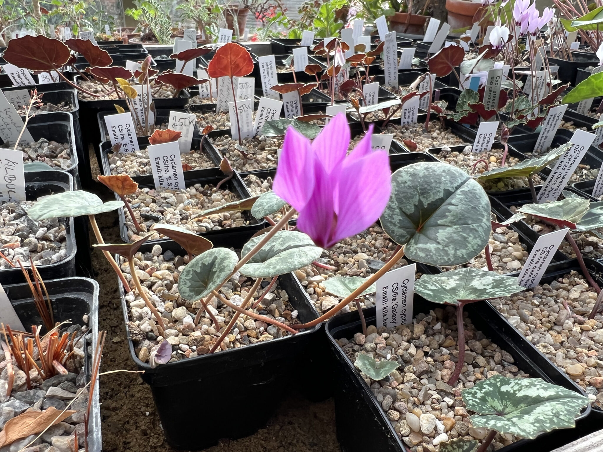 Cyclamen cilicium dark purple