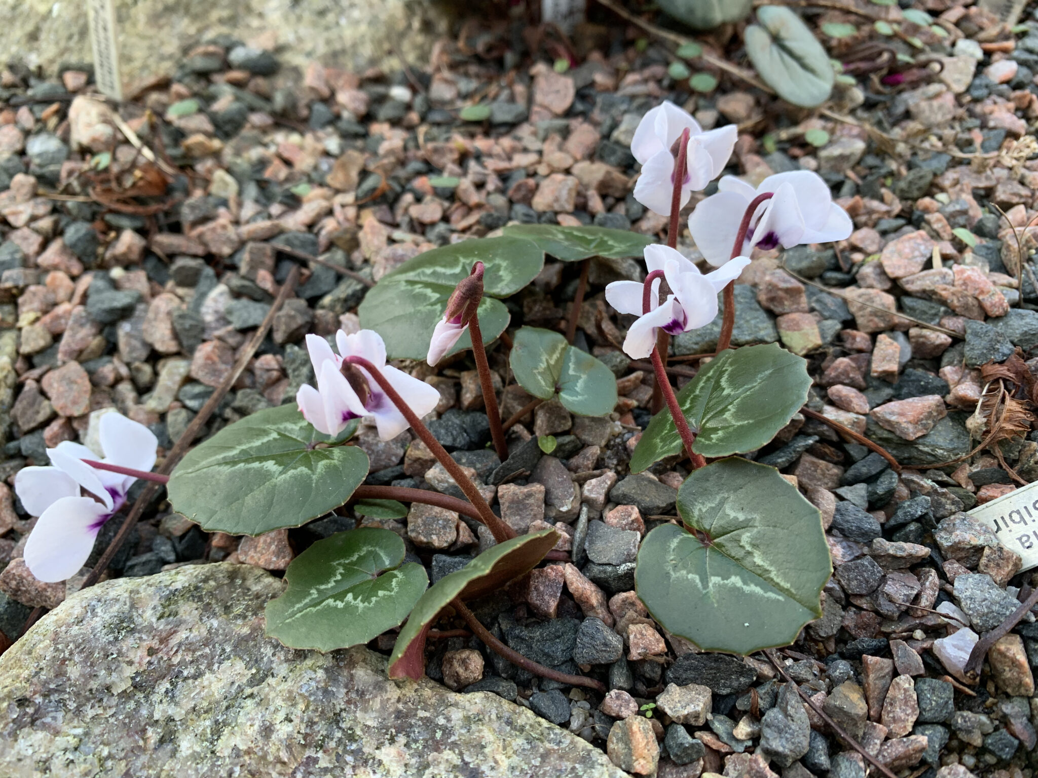 Cyclamen coum