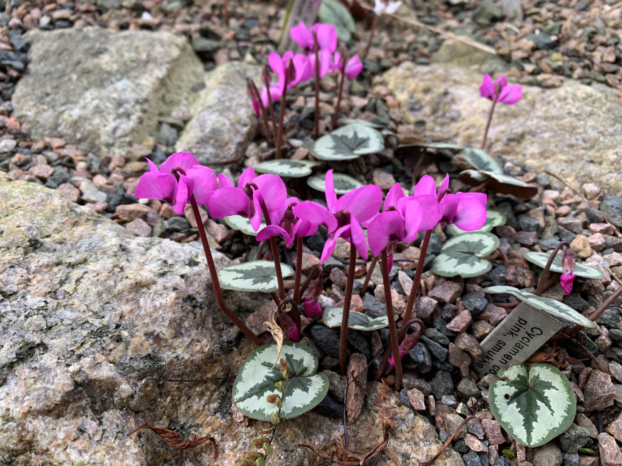 Cyclamen coum