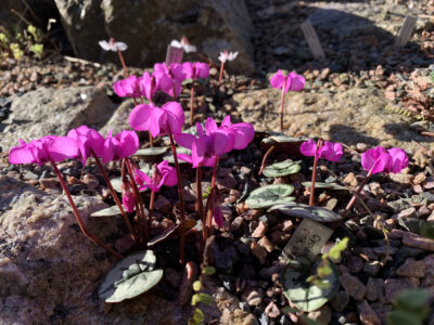 Cyclamen coum propeller shaped