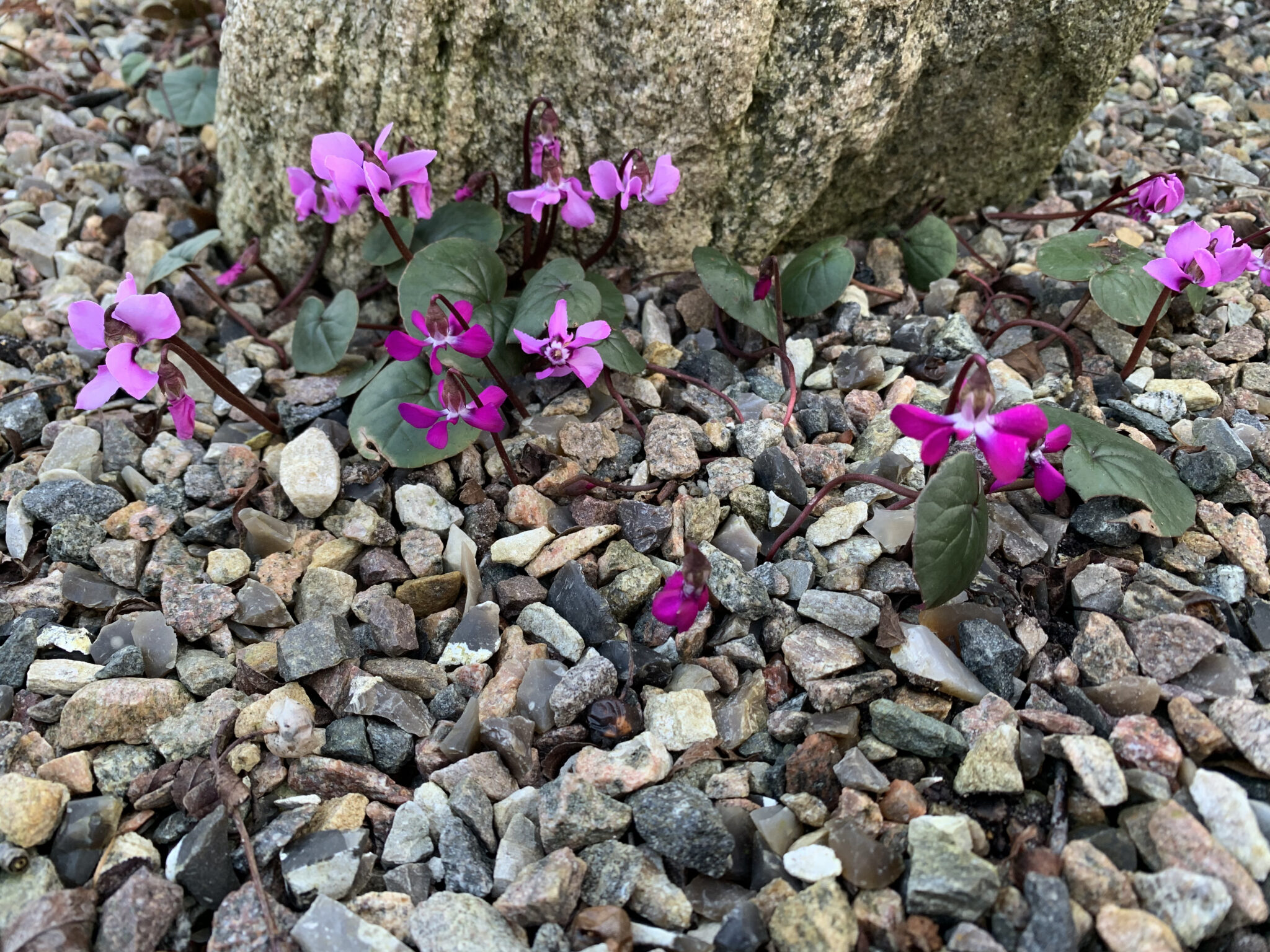 Cyclamen coum propeller shaped