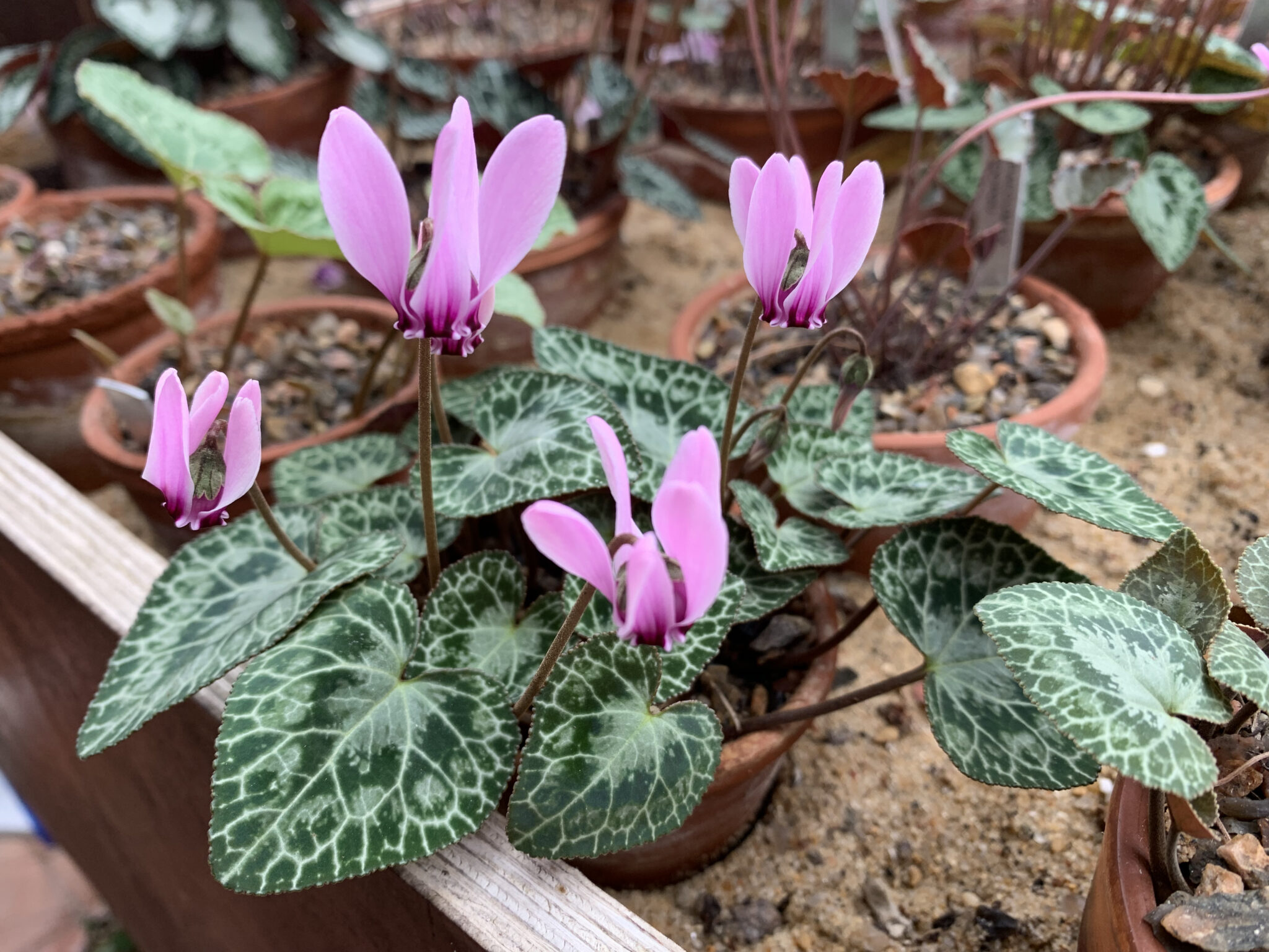 Cyclamen graecum CSE 91316