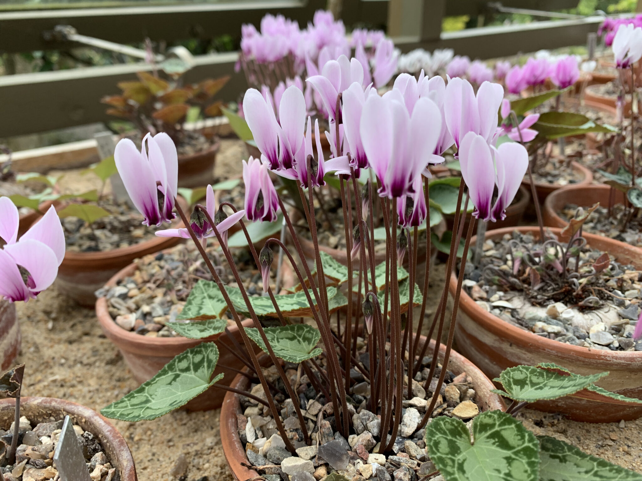 Cyclamen graecum cse 91326