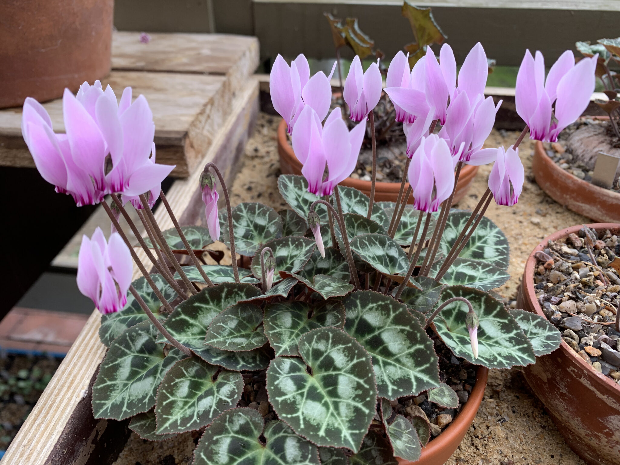 Cyclamen graecum ex Rhodopou