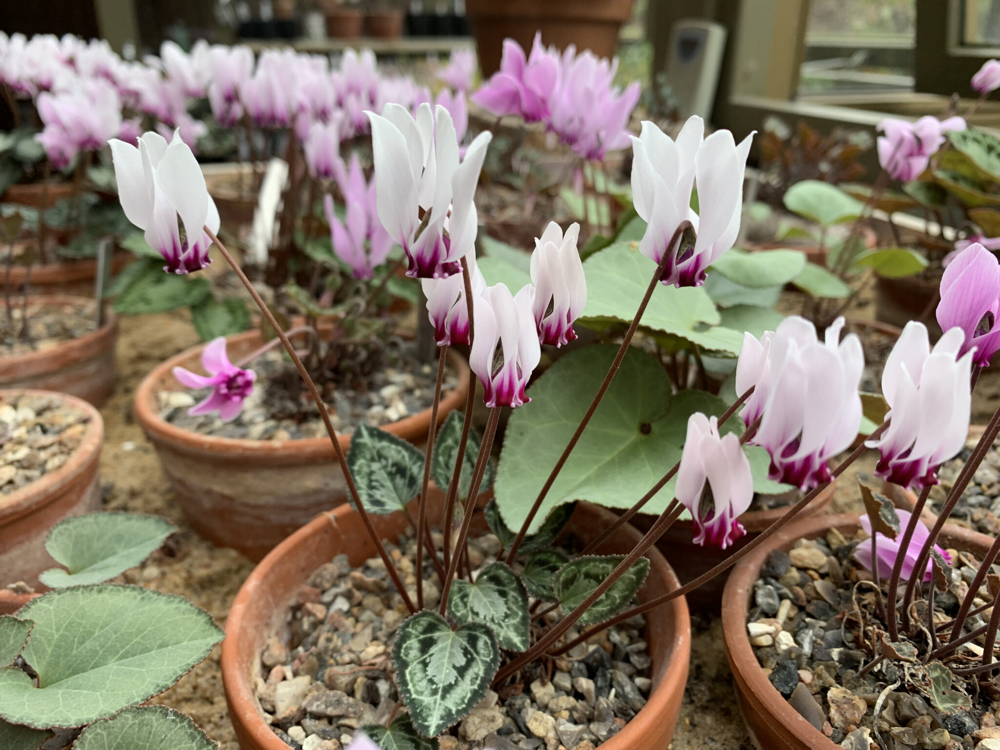 Cyclamen graecum ssp candidum