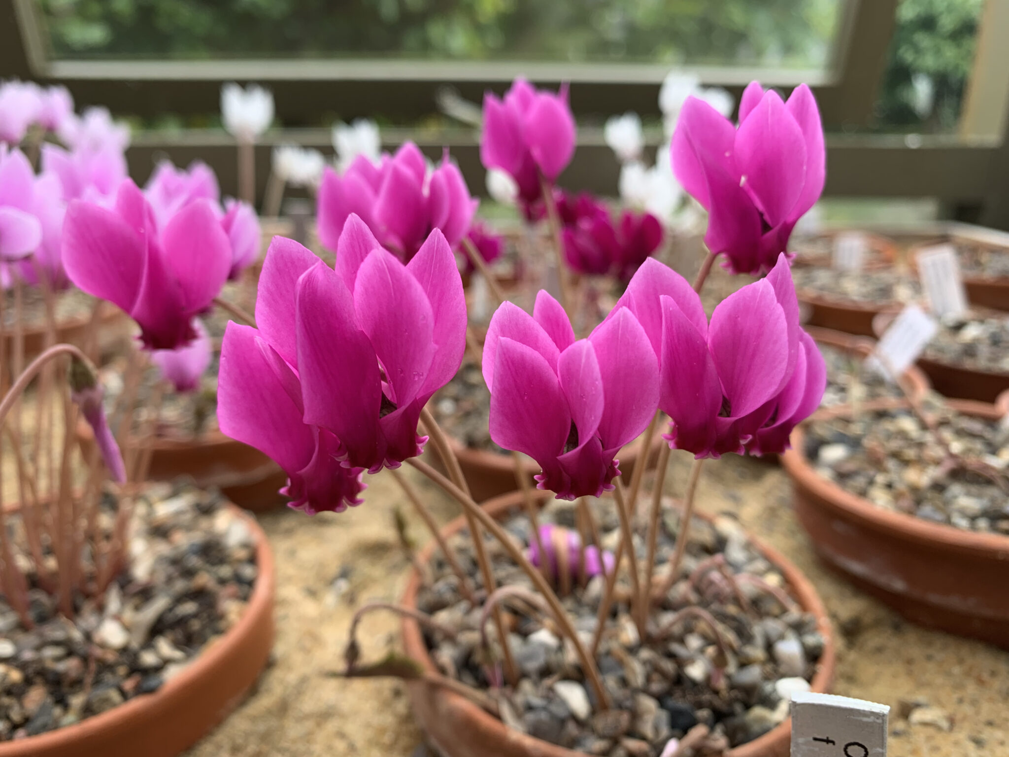 Cyclamen hederifolium CSE 07003G